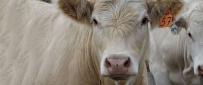 close up of white cow with orange 57 ear tag
