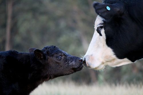 a dairy cow
