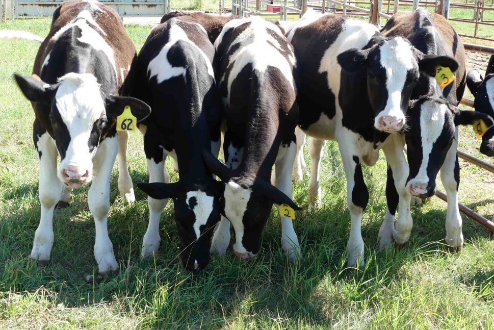 group of dairy cows