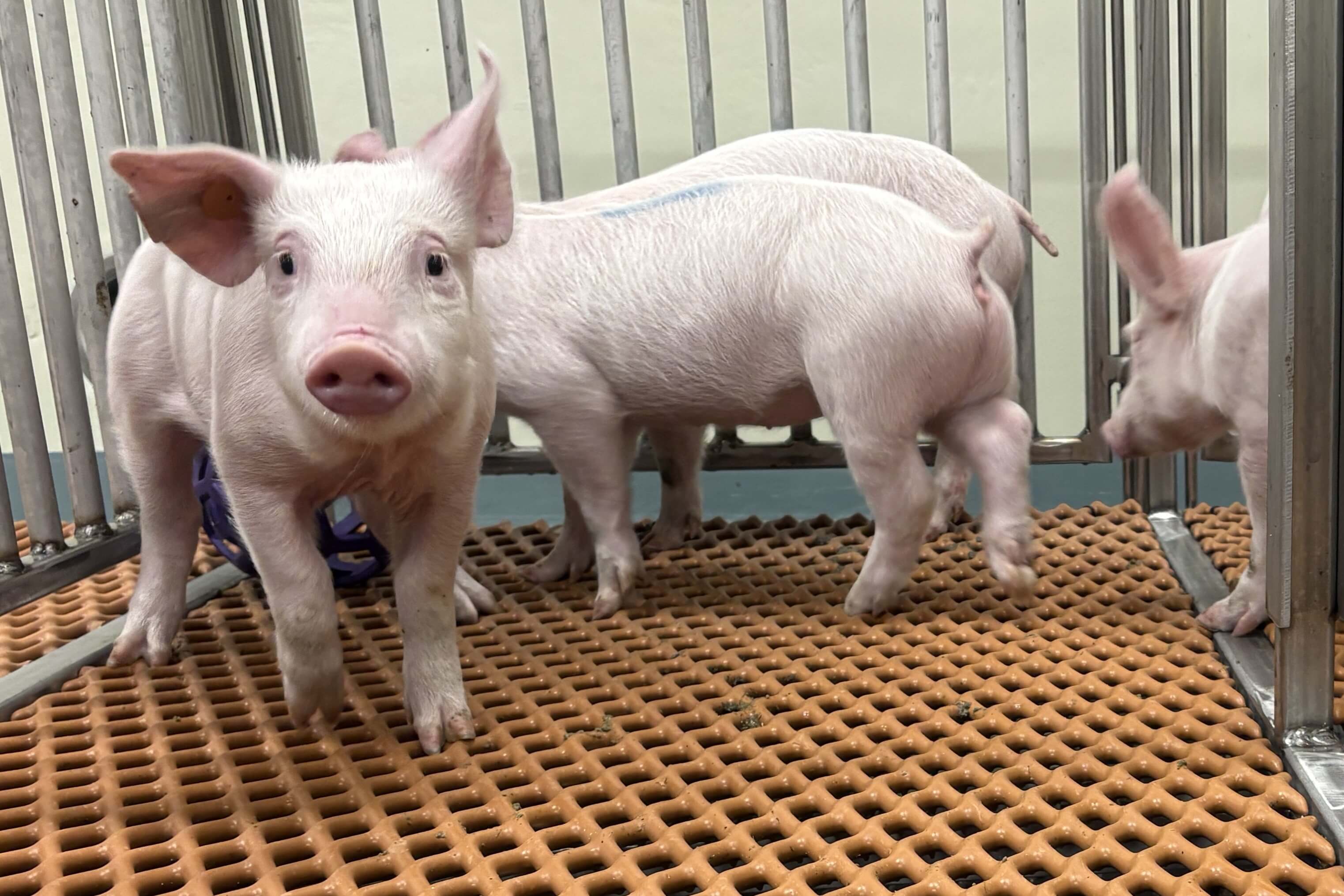 photo of baby pigs