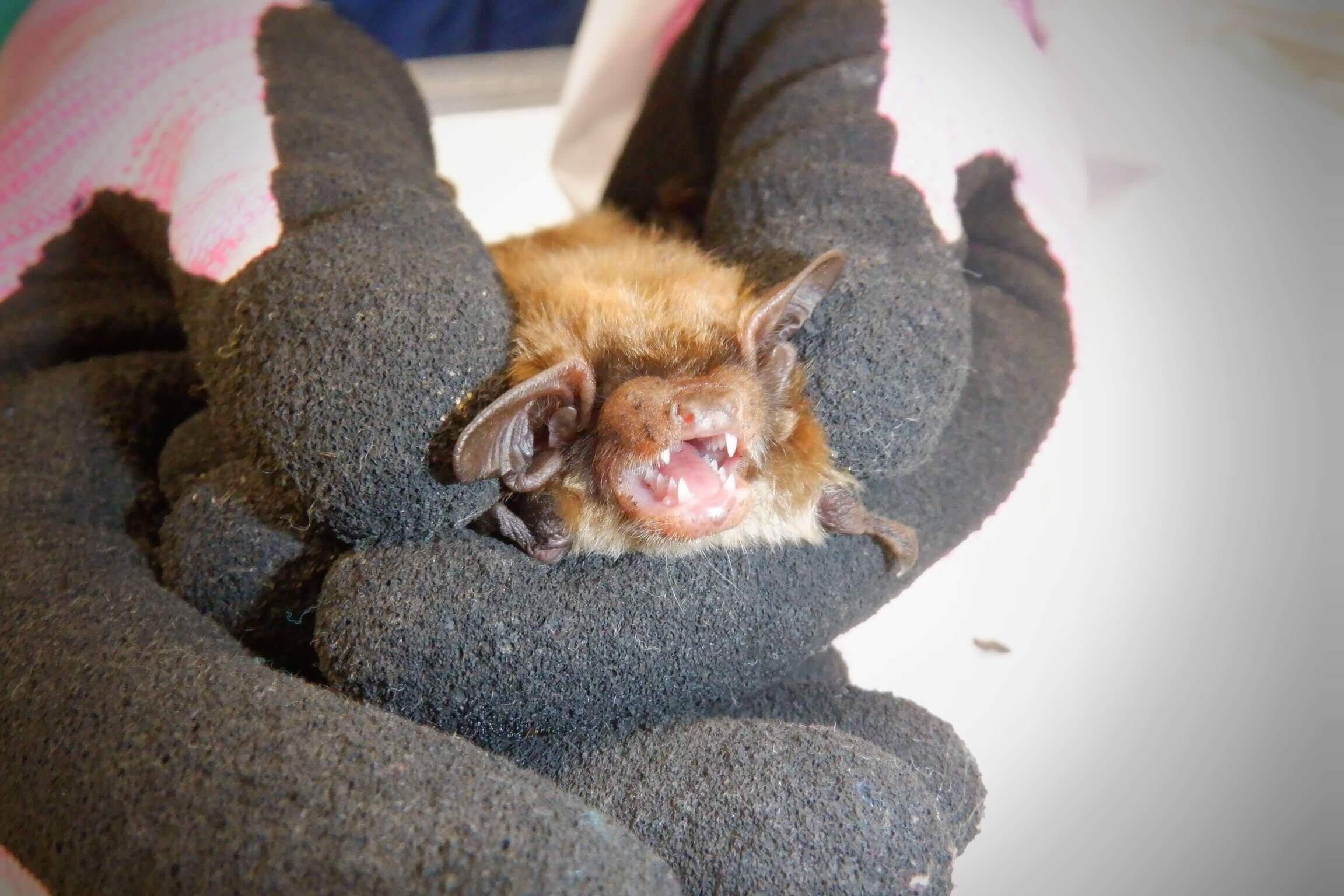gloved hands holding a bat